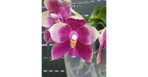 Phal. Lyndon Mix Zebra 877-